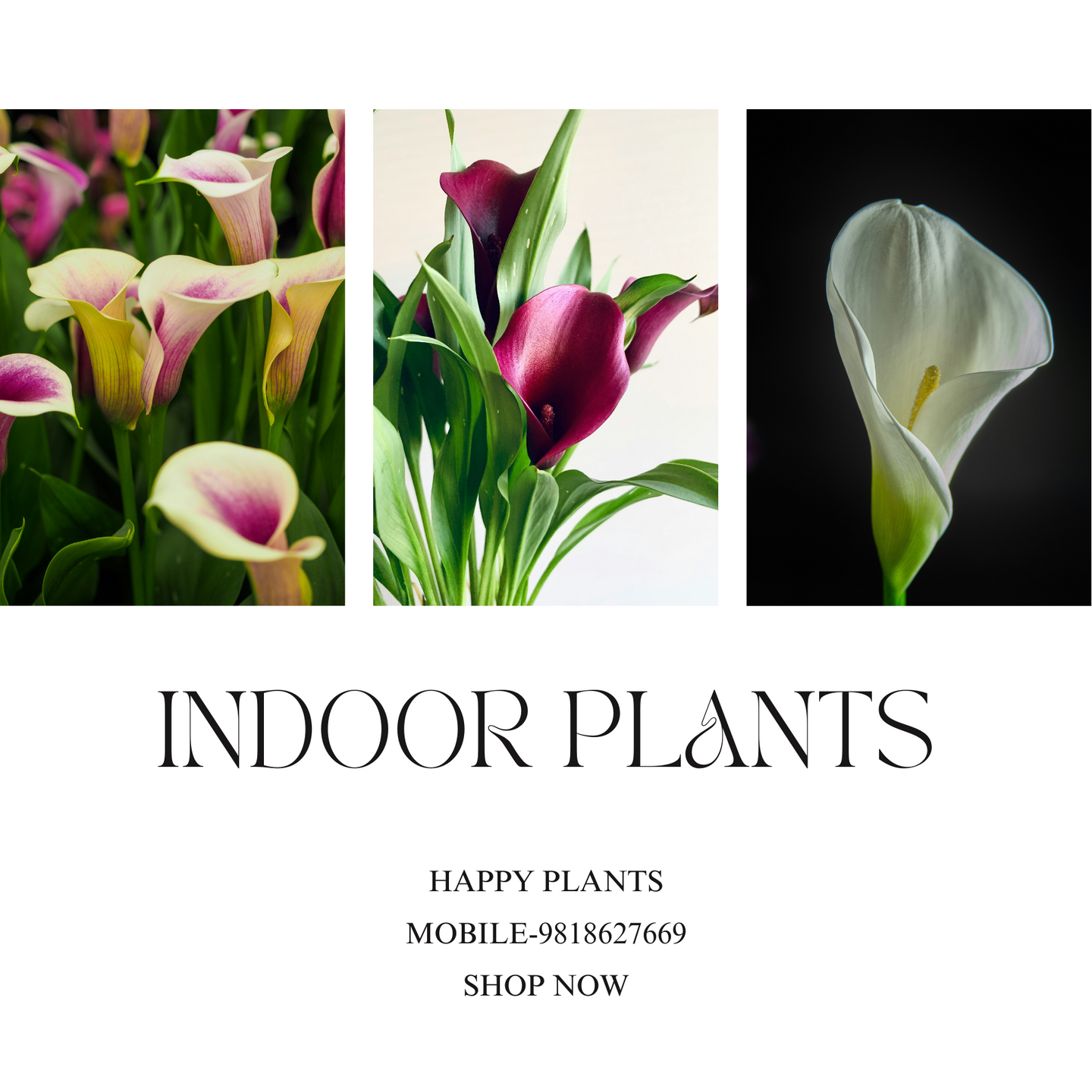 Plant Serenity